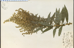  (Solidago lepida sp1 - 15636HIM)  @11 [ ] CreativeCommons - Attribution Non-Commercial Share-Alike (2012) University of Guelph, Canada OAC-BIO Herbarium