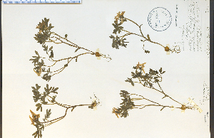  ( - 35719HIM)  @11 [ ] CreativeCommons - Attribution Non-Commercial Share-Alike (2012) University of Guelph, Canada OAC-BIO Herbarium