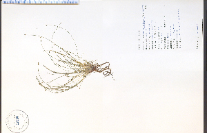  (Eleocharis intermedia - 47283HIM)  @11 [ ] CreativeCommons - Attribution Non-Commercial Share-Alike (2012) University of Guelph, Canada OAC-BIO Herbarium