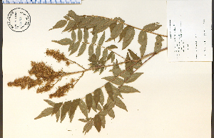 (Sorbaria - 68655HIM)  @11 [ ] CreativeCommons - Attribution Non-Commercial Share-Alike (2012) University of Guelph, Canada OAC-BIO Herbarium