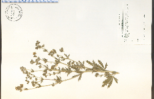  (Potentilla intermedia - 75824HIM)  @11 [ ] CreativeCommons - Attribution Non-Commercial Share-Alike (2012) University of Guelph, Canada OAC-BIO Herbarium