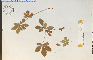  (Potentilla canadensis - 77362HIM)  @11 [ ] CreativeCommons - Attribution Non-Commercial Share-Alike (2012) University of Guelph, Canada OAC-BIO Herbarium