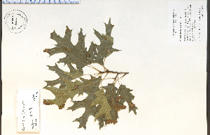  (Quercus ellipsoidalis - 85576HIM)  @11 [ ] CreativeCommons - Attribution Non-Commercial Share-Alike (2012) University of Guelph, Canada OAC-BIO Herbarium