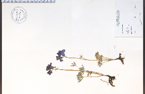  (Delphinium bicolor - 94438HIM)  @11 [ ] CreativeCommons - Attribution Non-Commercial Share-Alike (2012) University of Guelph, Canada OAC-BIO Herbarium