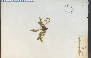  (Potentilla plattensis - 9512HIM)  @11 [ ] CreativeCommons - Attribution Non-Commercial Share-Alike (2012) University of Guelph, Canada OAC-BIO Herbarium