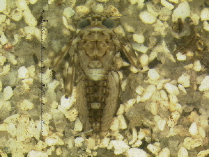  ( - 10HIMXD-0155)  @13 [ ] Unspecified (default): All Rights Reserved  Unspecified Unspecified