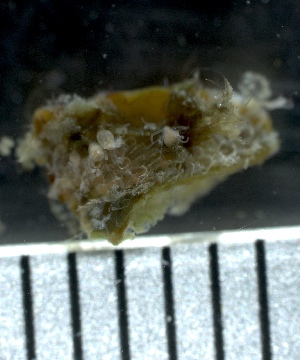  (Pachycordyle michaeli - HYDROINS_139)  @11 [ ] Creative Commons Attribution-NonCommercial-ShareAlike (2025) Doris Bj&ouml;rling University of Gothenburg