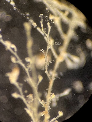  ( - HYDROINS_313)  @11 [ ] Creative Commons Attribution-NonCommercial-ShareAlike (2037) Doris Bjorling University of Gothenburg