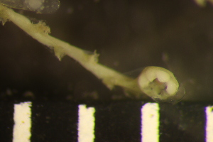  ( - HYDROINS_351)  @11 [ ] Creative Commons Attribution-NonCommercial-ShareAlike (2054) Doris Bjorling University of Gothenburg