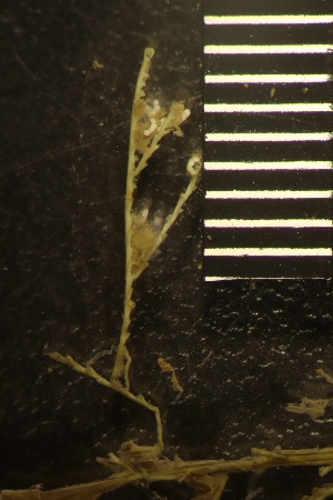  ( - HYDROINS_351)  @11 [ ] Creative Commons Attribution-NonCommercial-ShareAlike (2055) Doris Bjorling University of Gothenburg