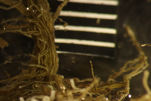  ( - HYDROINS_351)  @11 [ ] Creative Commons Attribution-NonCommercial-ShareAlike (2056) Doris Bjorling University of Gothenburg