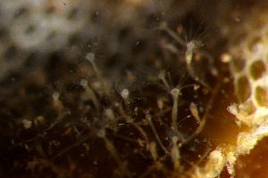  ( - HYDROINS_404)  @11 [ ] Attribution Non-Commercial Share-Alike (2025) Doris Bjorling University of Gothenburg