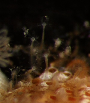  ( - HYDROINS_405)  @11 [ ] Attribution Non-Commercial Share-Alike (2025) Doris Bjorling University of Gothenburg