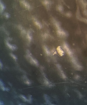  ( - HYDROINS_508)  @11 [ ] Attribution Non-Commercial Share-Alike (2025) Doris Bjorling University of Gothenburg