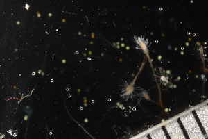  (Cordylophoridae - HYDROINS_608)  @11 [ ] CreativeCommons  Attribution Non-Commercial Share-Alike (2025) Doris Bjorling University of Gothenburg