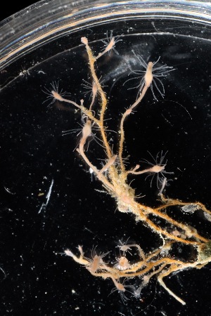  (Cordylophora caspia IM1 - HYDROINS_617)  @11 [ ] CreativeCommons  Attribution Non-Commercial Share-Alike (2025) Doris Bjorling University of Gothenburg