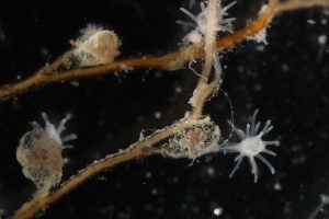  ( - HYDROINS_617)  @11 [ ] CreativeCommons  Attribution Non-Commercial Share-Alike (2025) Doris Bjorling University of Gothenburg