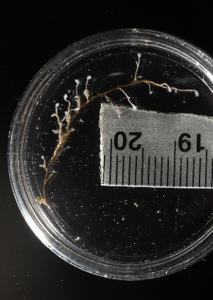  ( - HYDROINS_617)  @11 [ ] CreativeCommons  Attribution Non-Commercial Share-Alike (2025) Doris Bjorling University of Gothenburg