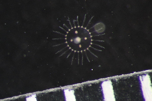  ( - HYDROINS_637)  @11 [ ] Unspecified (default): All Rights Reserved (2025) Doris Bjorling University of Gothenburg