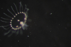  ( - HYDROINS_637)  @11 [ ] Unspecified (default): All Rights Reserved (2025) Doris Bjorling University of Gothenburg