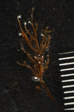  (Cordylophora sp. IM1 - HYDROINS_712)  @11 [ ] Unspecified (default): All Rights Reserved (2025) Doris Bjorling University of Gothenburg