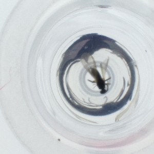  ( - HIRW_046_H9)  @11 [ ] by  Genome Research Ltd as Wellcome Sanger Institute Genome Research Limited operating as Wellcome Sanger Institute