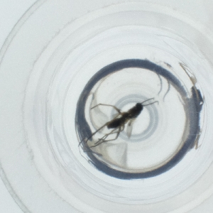  ( - HIRW_047_C9)  @11 [ ] by  Genome Research Ltd as Wellcome Sanger Institute Genome Research Limited operating as Wellcome Sanger Institute