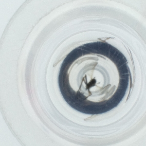  ( - HIRW_047_D11)  @11 [ ] by  Genome Research Ltd as Wellcome Sanger Institute Genome Research Limited operating as Wellcome Sanger Institute