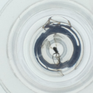  ( - HIRW_048_C5)  @11 [ ] by  Genome Research Ltd as Wellcome Sanger Institute Genome Research Limited operating as Wellcome Sanger Institute