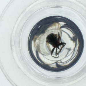  ( - HIRW_050_C5)  @11 [ ] by  Genome Research Ltd as Wellcome Sanger Institute Genome Research Limited operating as Wellcome Sanger Institute