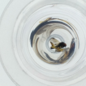  ( - HIRW_050_E8)  @11 [ ] by  Genome Research Ltd as Wellcome Sanger Institute Genome Research Limited operating as Wellcome Sanger Institute