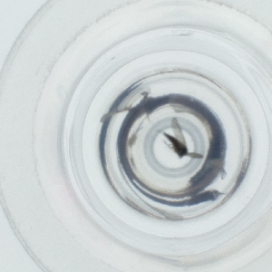  ( - HIRW_051_D10)  @11 [ ] by  Genome Research Ltd as Wellcome Sanger Institute Genome Research Limited operating as Wellcome Sanger Institute