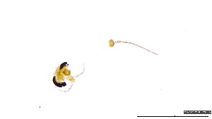  (Rheotanytarsus cf. tamasecundus - HKU23)  @11 [ ] Copyright (2025) Mathew Stephen Seymour The University of Hong Kong