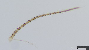  (Rheotanytarsus cf. tamatertius - HKU24)  @11 [ ] Copyright (2025) Mathew Stephen Seymour The University of Hong Kong