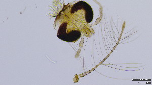  (Parametriocnemus ornaticornis - HKU57)  @11 [ ] Copyright (2025) Mathew Stephen Seymour The University of Hong Kong
