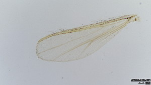  (Rheotanytarsus aestuarius - HKU60)  @11 [ ] Copyright (2025) Mathew Stephen Seymour The University of Hong Kong
