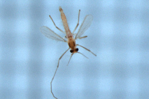  (Rheotanytarsus sp. 1XL - HKU65)  @11 [ ] Copyright (2025) Mathew Stephen Seymour The University of Hong Kong