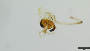  (Stempellinella sp - HKU71)  @11 [ ] Copyright (2025) Mathew Stephen Seymour The University of Hong Kong
