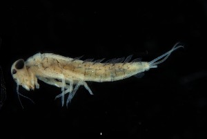  (Bungona longisetosus - 2023EPH_003_ECS011_a)  @11 [ ] Copyright (2025) Mathew Seymour The University of Hong Kong