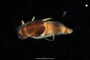  (Caenis bicornis - 2023EPH_016_ECS016_a)  @11 [ ] Copyright (2025) Mathew Seymour The University of Hong Kong