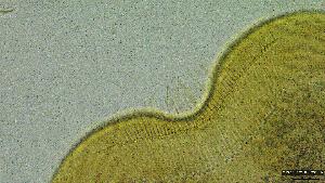  (Choroterpes sp.HK02 - 2023EPH022ECS019_b)  @11 [ ] c  Mathew Seymour The University of Hong Kong