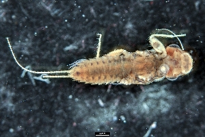  (Choroterpes sp. HK01 - 2023EPH_038_ECS015_a)  @11 [ ] Copyright (2025) Mathew Seymour The University of Hong Kong