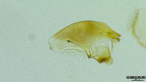  (Choroterpes sp.HK01 - 2023EPF038ECS024_b)  @11 [ ] c  Mathew Seymour The University of Hong Kong
