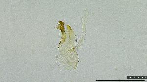  (Labiobaetis atrebatinus - 2023EPH_004_ECS004_a)  @11 [ ] Copyright (2025) Mathew Seymour The University of Hong Kong