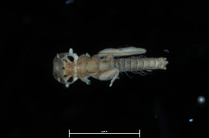  (Paegniodes cupulatus - 2023EPH_018_ECS024_b)  @11 [ ] Copyright (2025) Mathew Seymour The University of Hong Kong