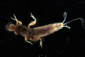  (Ephemera pictipennis - 2023EPH_029_ECS019_a)  @11 [ ] Copyright (2025) Mathew Seymour The University of Hong Kong