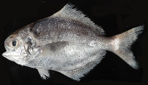  ( - HKDPS001)  @11 [ ] Copyright (c) (10) Baian Lin & Mathew Stephen Seymour the university of Hong Kong