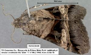  (Melipotis nigrobasis - 3509-COI-08)  @13 [ ] Unspecified (default): All Rights Reserved  Unspecified Unspecified