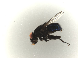  (Australophyra - DS_PIG10)  @11 [ ] by-nc-sa (2025) Unspecified University of Canberra