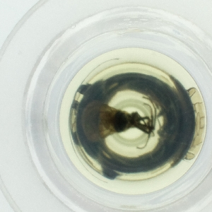  ( - HLNR_001_E6)  @11 [ ] by  Genome Research Ltd as Wellcome Sanger Institute Genome Research Limited operating as Wellcome Sanger Institute